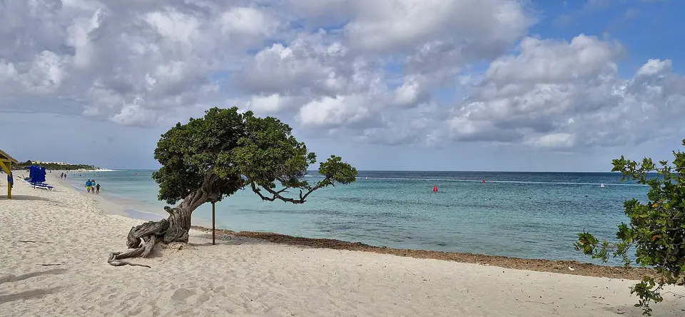 A wind-bent fofoti tree on the white sand of Eagle Beach, Aruba, with calm turquoise water and scattered clouds