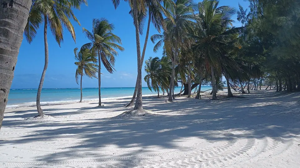 Palm trees leaning over a wide white-sand beach with calm turquoise water in Cap Cana